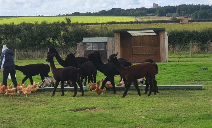 Alpaca Walking at Sweet Home Alpaca